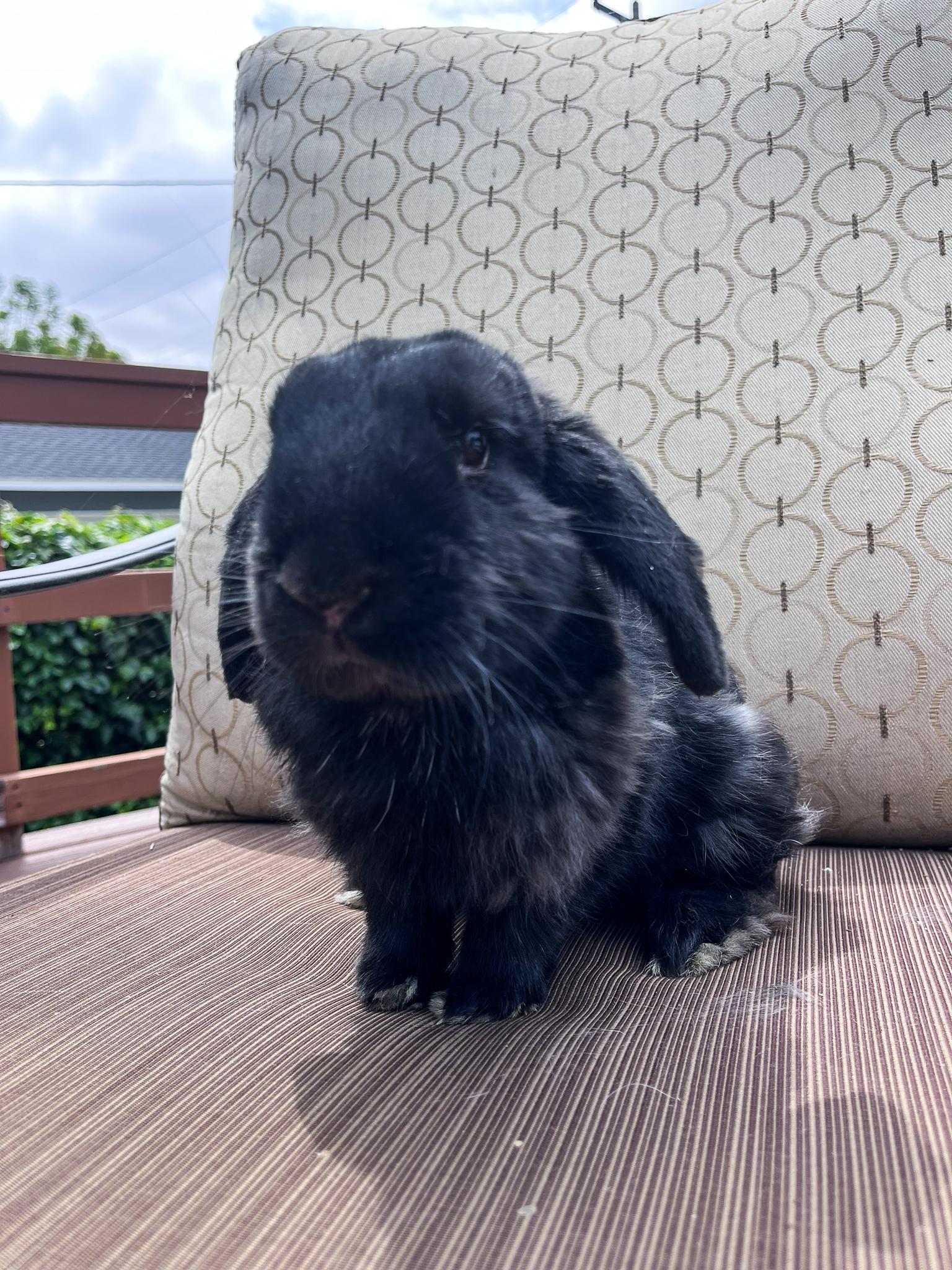 Enlarge Pepper, a Adopted Holland Lop in Los Angeles, CA image 5/6