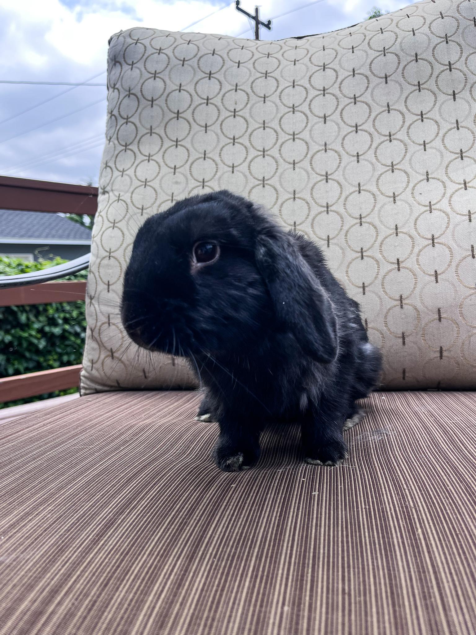 Enlarge Pepper, a Adopted Holland Lop in Los Angeles, CA image 6/6