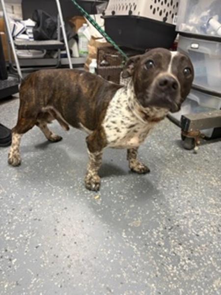 Edgar, Adoptable, Adult Male Pit Bull Terrier.