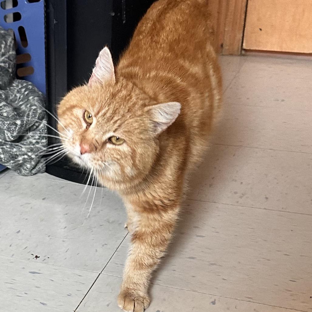 Ciabatta, Adoptable, Young Male Domestic Short Hair.