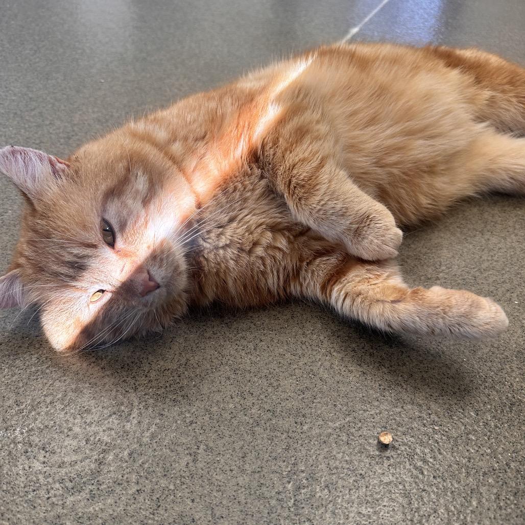 Enlarge Ciabatta, a Adoptable Domestic Short Hair in Alexandria, VA image 2/6