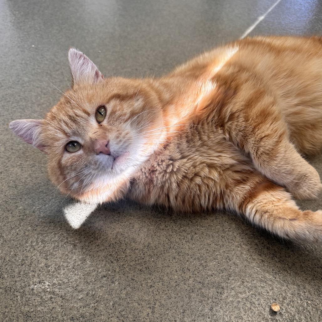 Enlarge Ciabatta, a Adoptable Domestic Short Hair in Alexandria, VA image 3/6