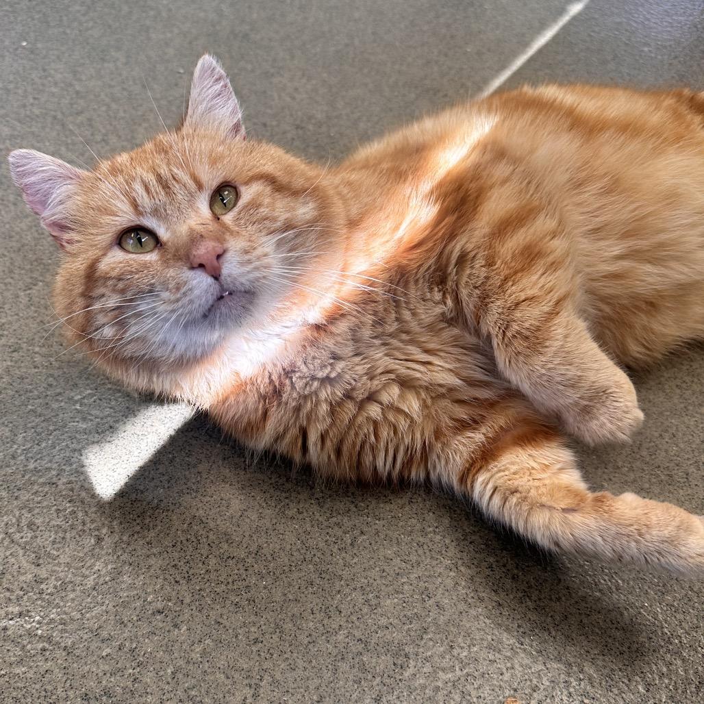 Enlarge Ciabatta, a Adoptable Domestic Short Hair in Alexandria, VA image 4/6