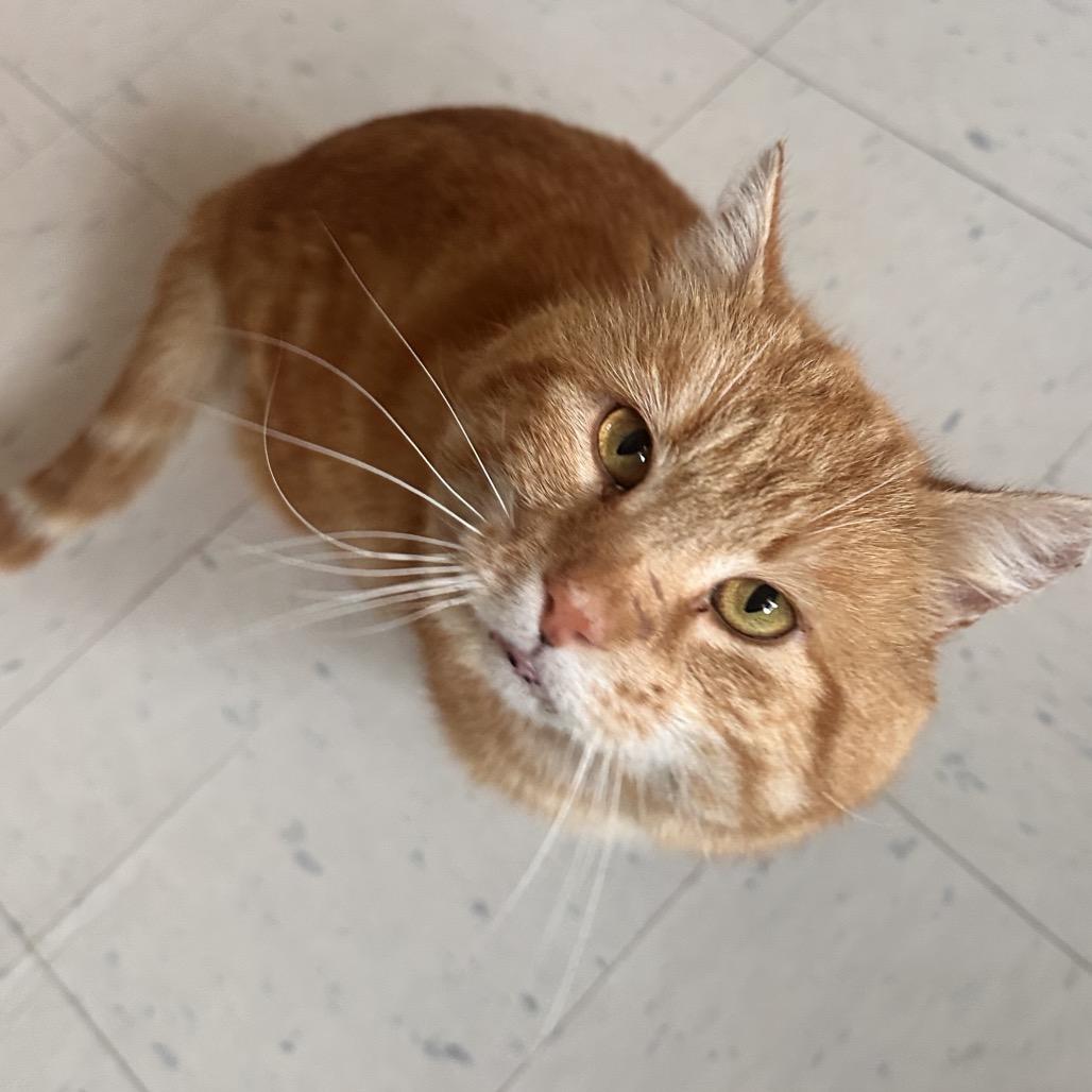 Enlarge Ciabatta, a Adoptable Domestic Short Hair in Alexandria, VA image 5/6