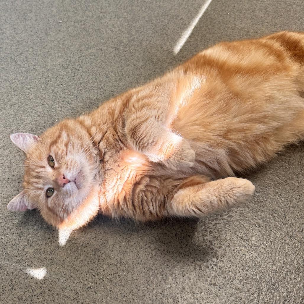 Enlarge Ciabatta, a Adoptable Domestic Short Hair in Alexandria, VA image 6/6