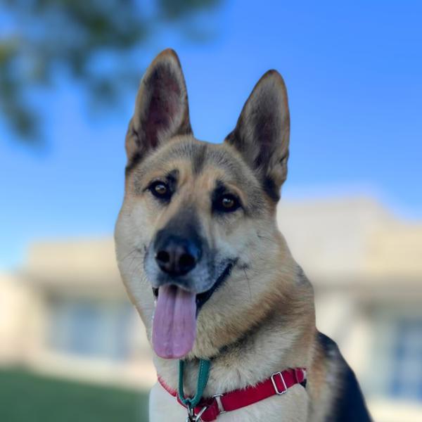 Indy, Adoptable, Adult Male German Shepherd Dog & Siberian Husky.