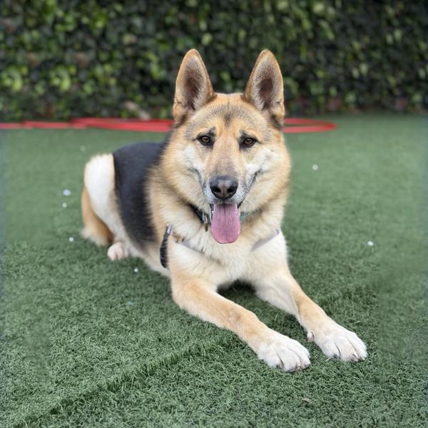 Enlarge Indy, a Adoptable mixed breed in Vallejo, CA image 2/6