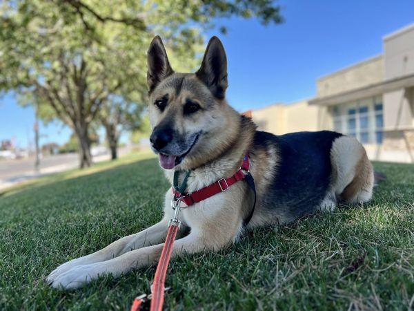 Enlarge Indy, a Adoptable mixed breed in Vallejo, CA image 3/6
