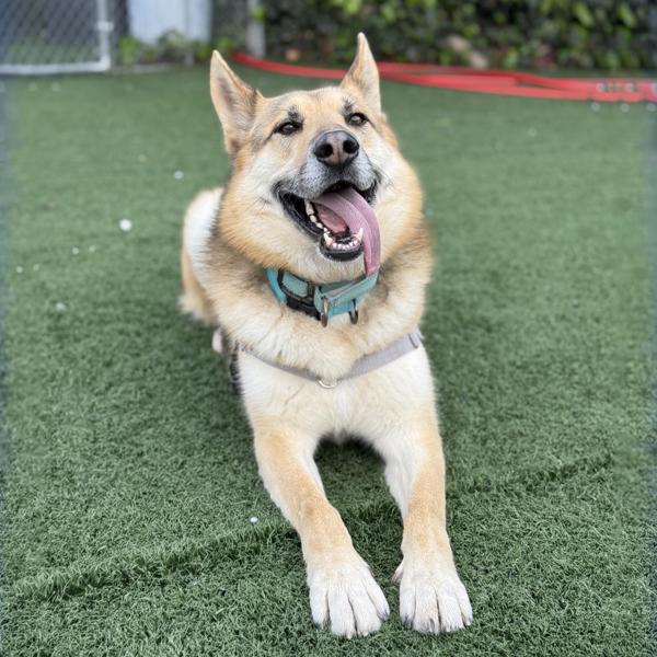 Enlarge Indy, a Adoptable mixed breed in Vallejo, CA image 4/6