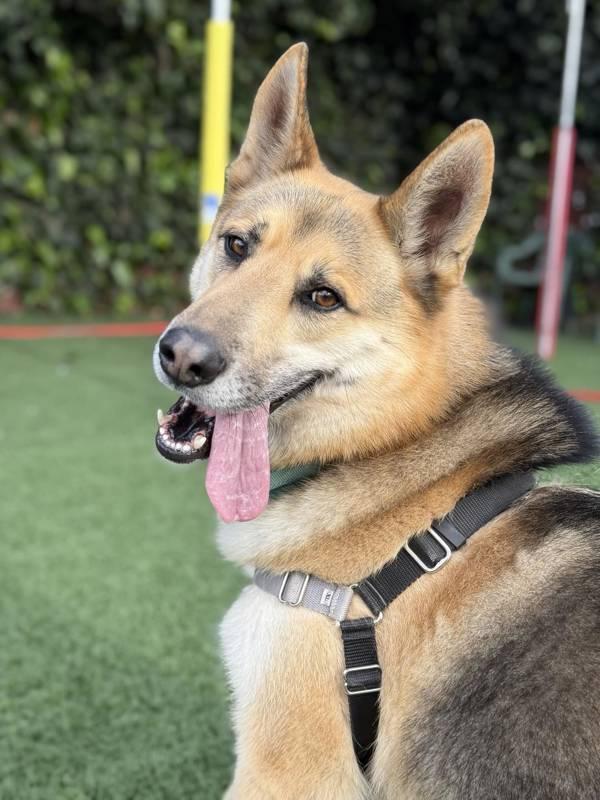 Enlarge Indy, a Adoptable mixed breed in Vallejo, CA image 6/6