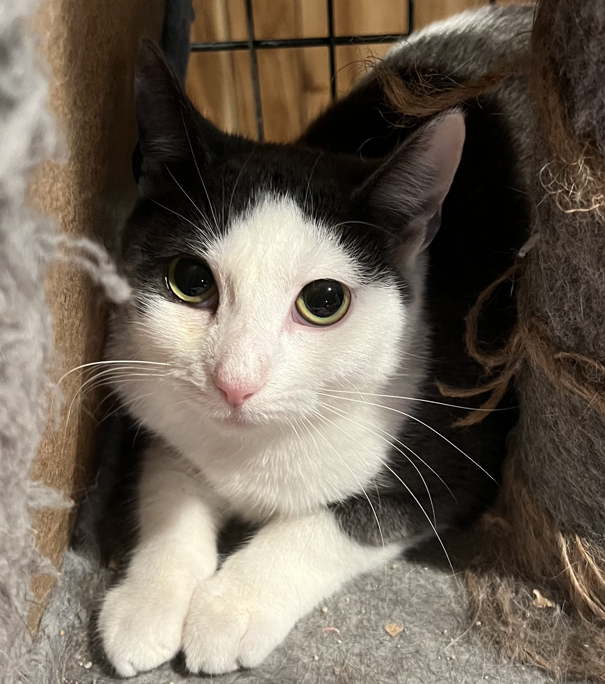 Enlarge Sabrina, a Adoptable Domestic Short Hair in Cranford, NJ image 2/4