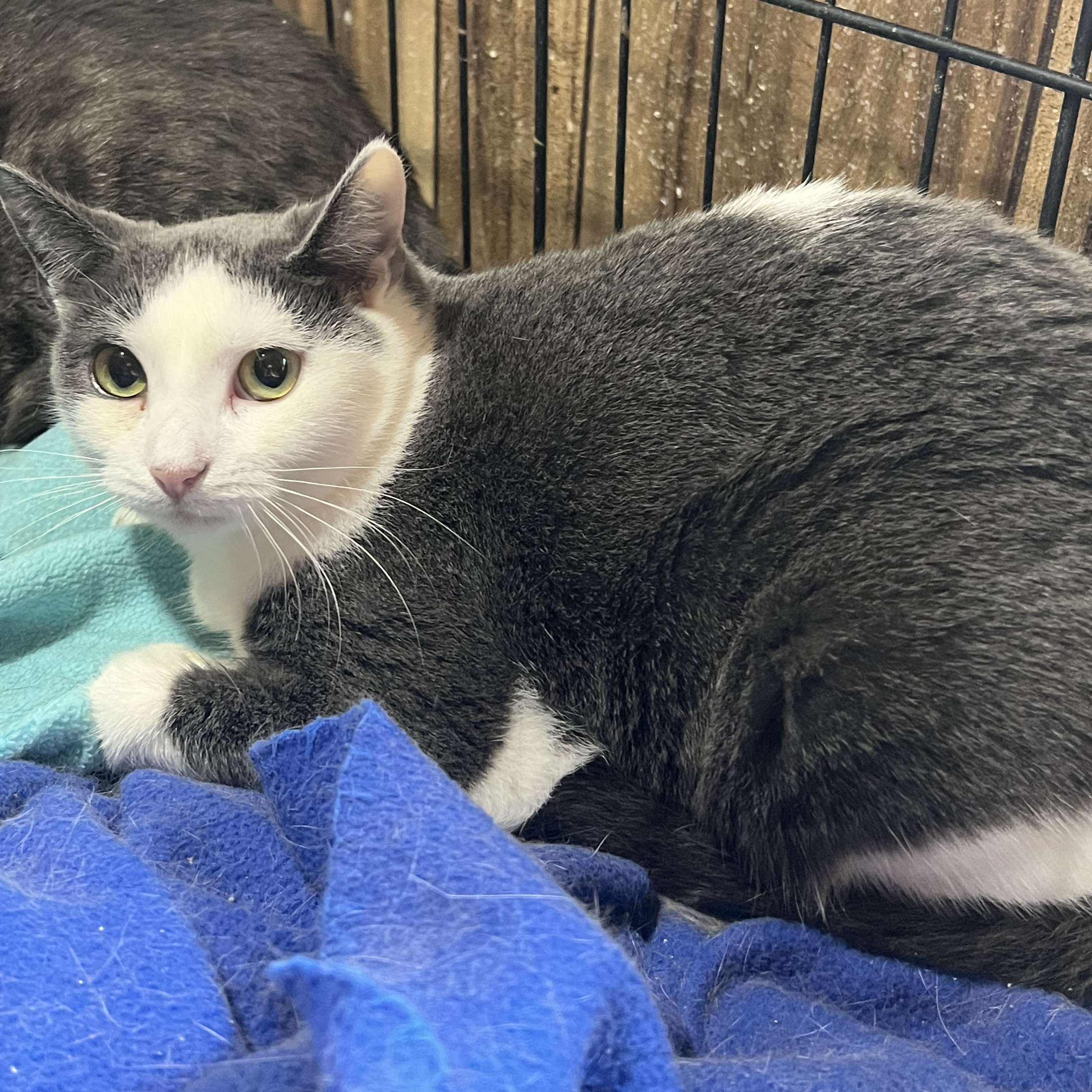 Enlarge Sabrina, a Adoptable Domestic Short Hair in Cranford, NJ image 4/4