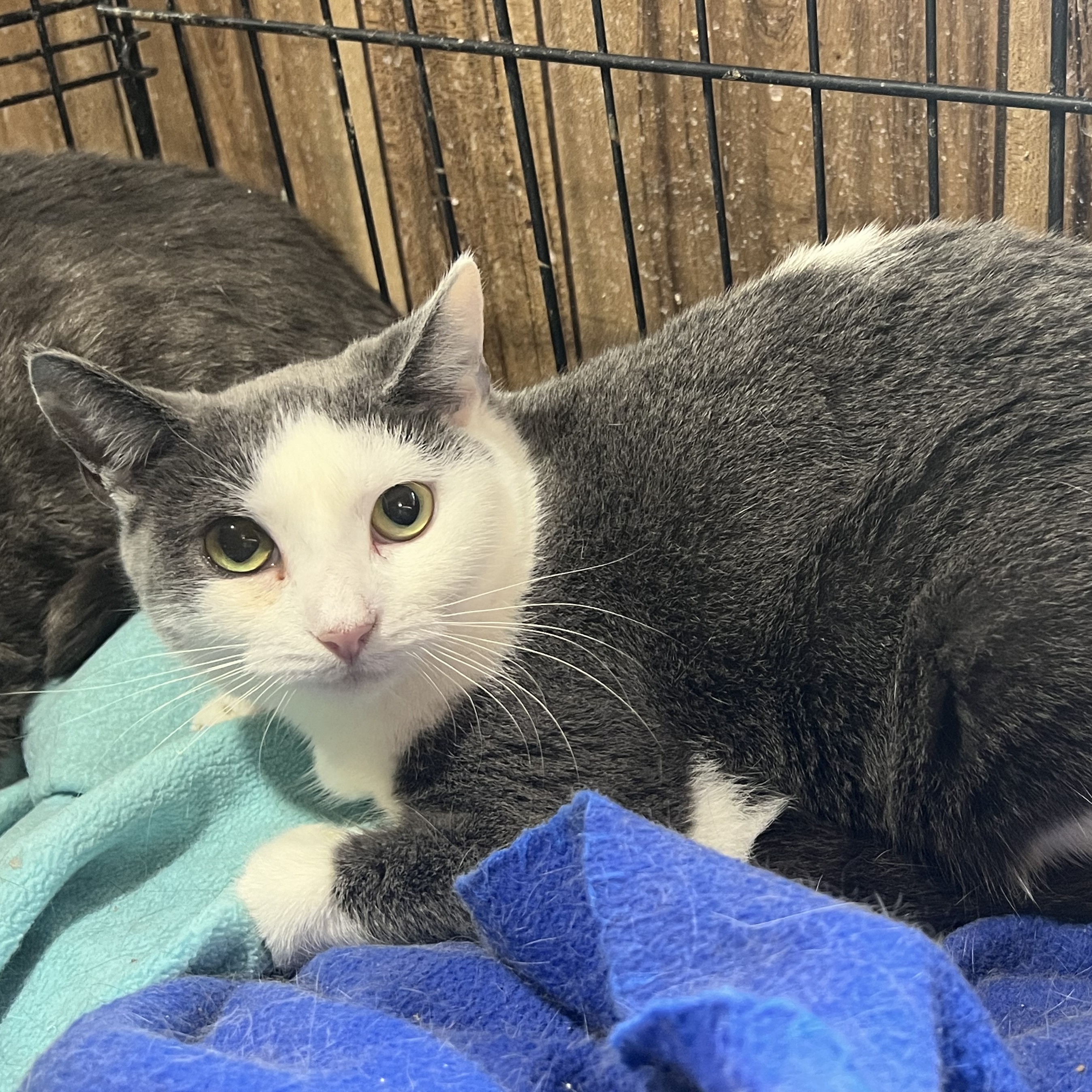 Enlarge Sabrina, a Adoptable Domestic Short Hair in Cranford, NJ image 3/4
