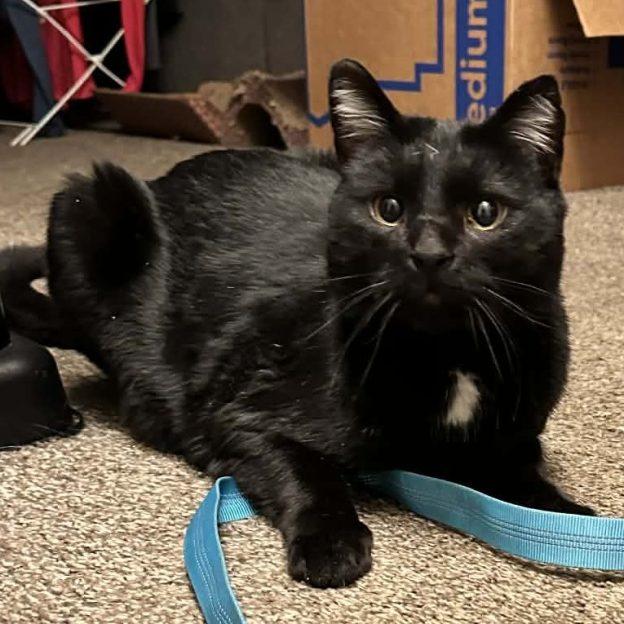 Enlarge Titan, a ADOPTABLE Domestic Short Hair in Anchorage, AK image 1/1