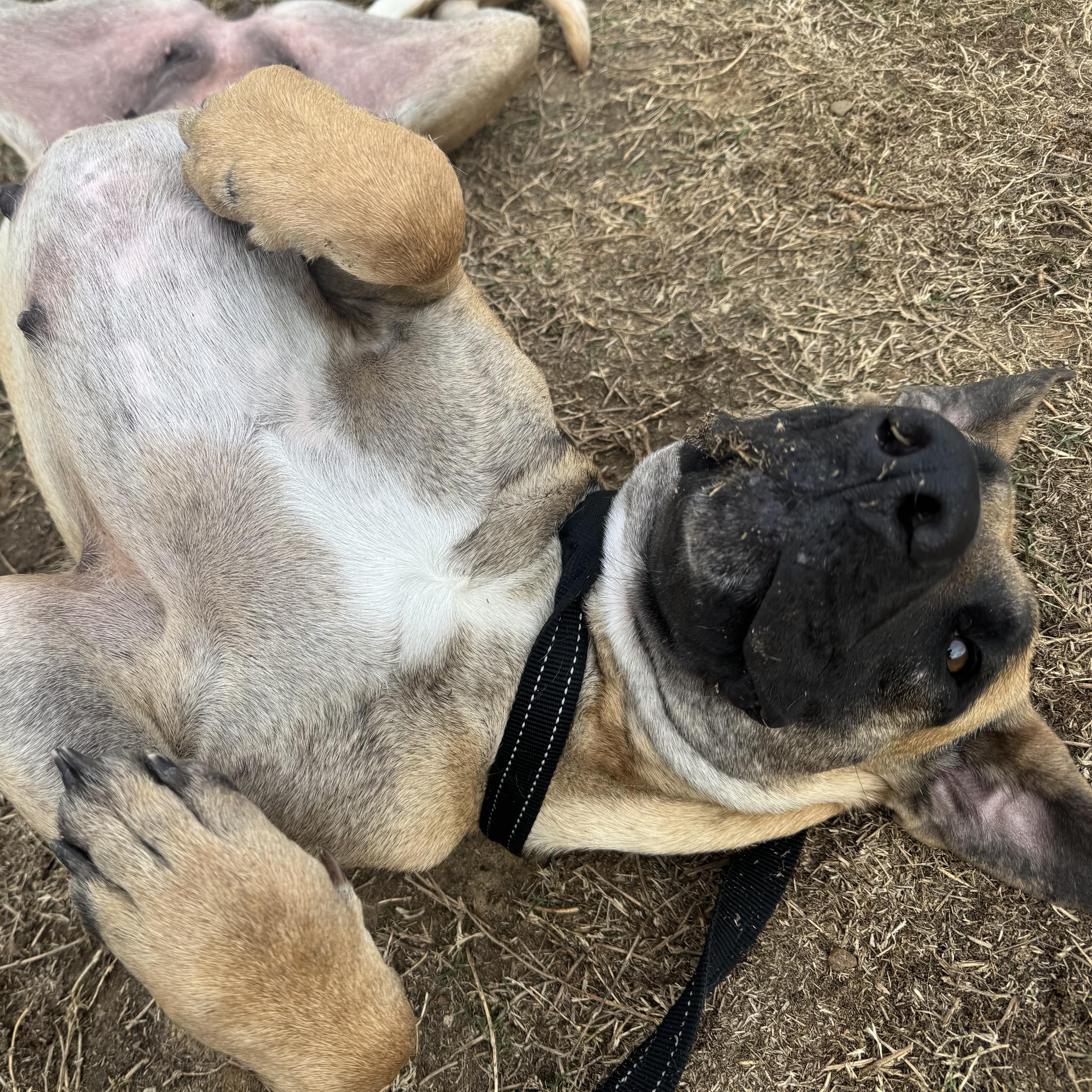 Katarina — thumbnail 3