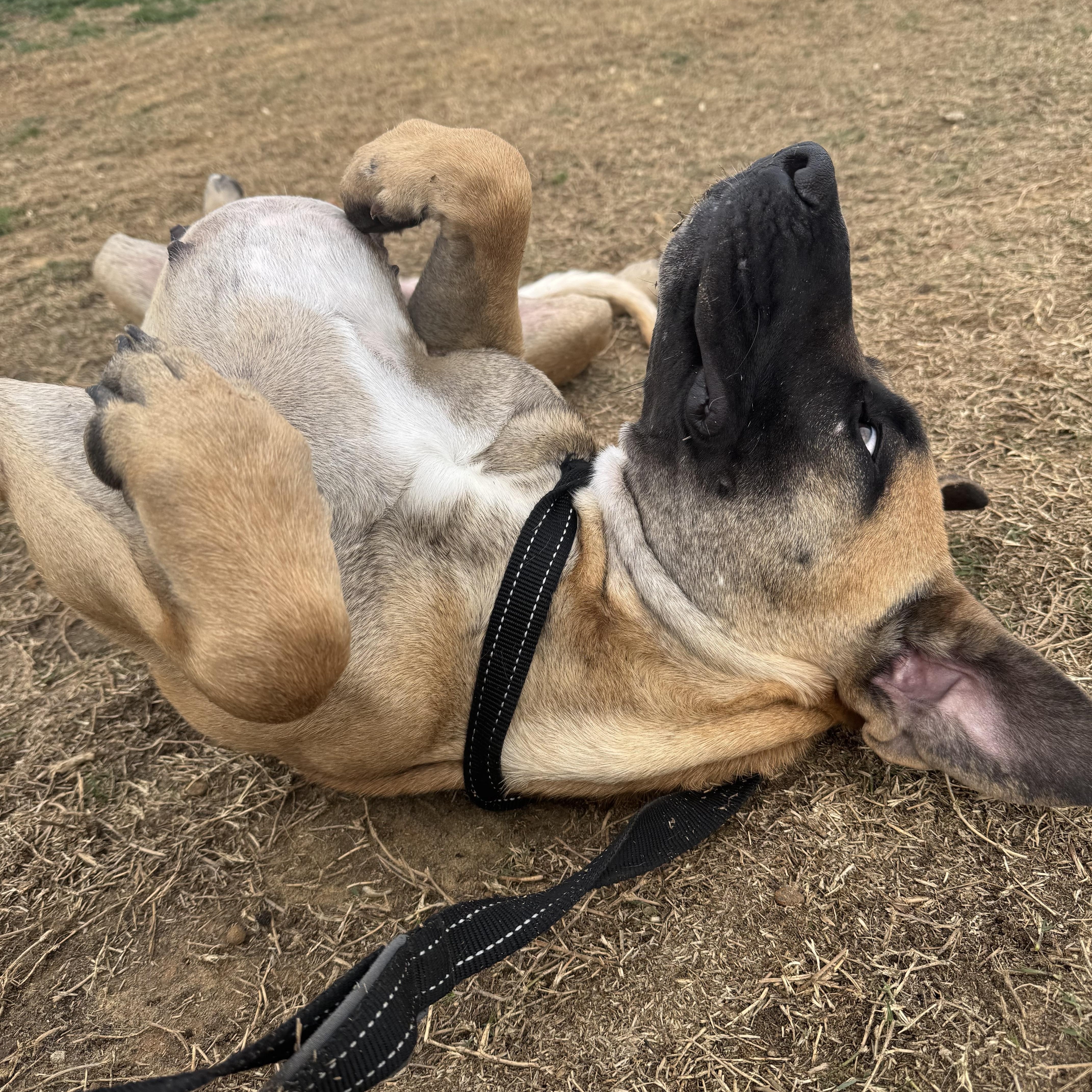 Katarina — thumbnail 4