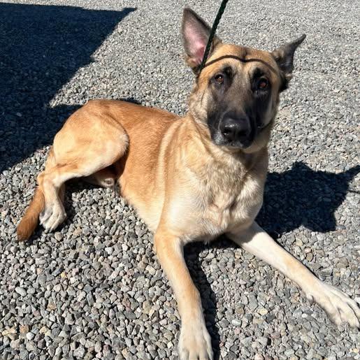 Enlarge 26-293, a Adoptable mixed breed in Los Banos, CA image 1/1