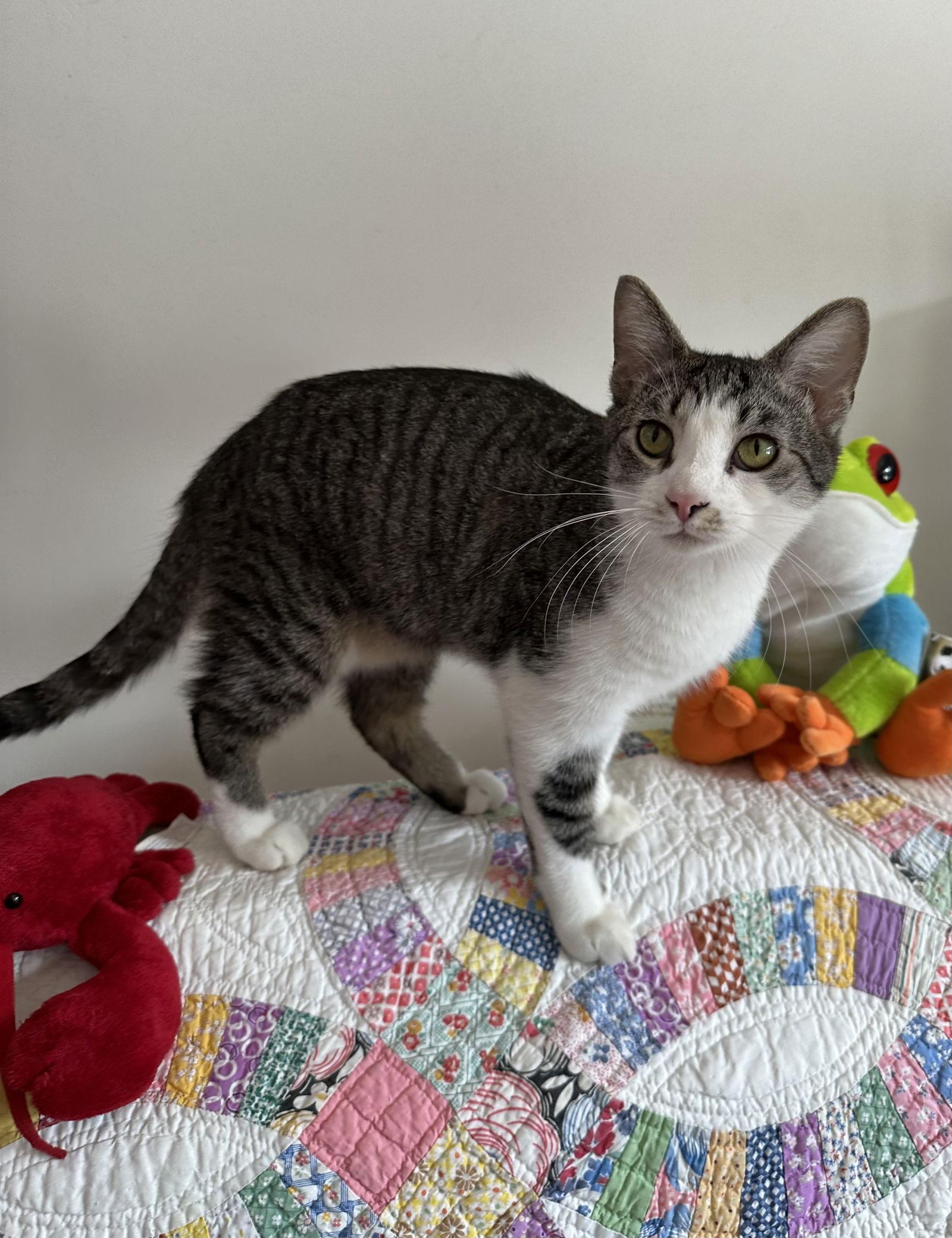 Benz, Adoptable, Young Male Tabby & Domestic Short Hair.