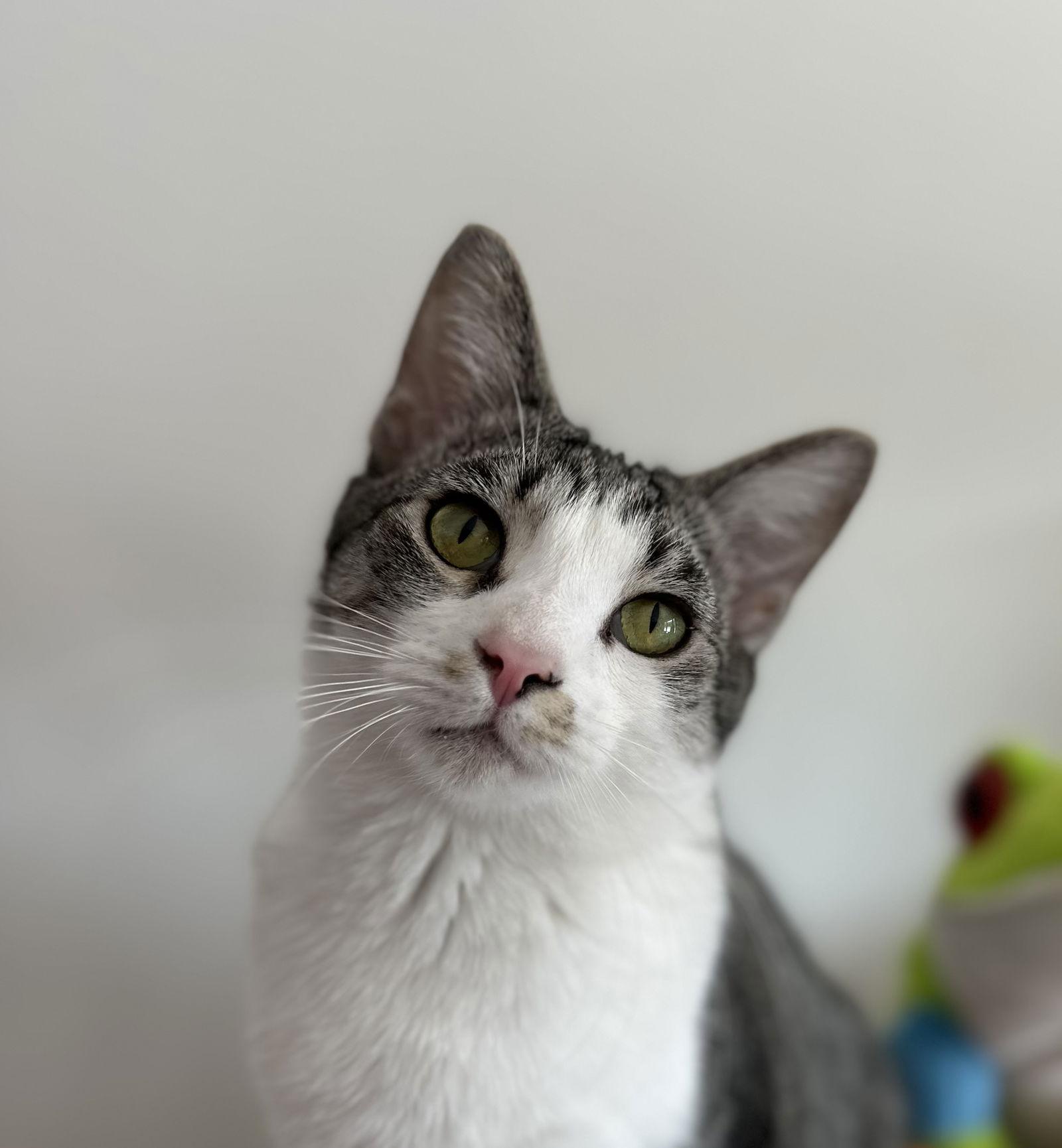 Benz, a Adoptable mixed breed in Georgetown, KY image 2/3