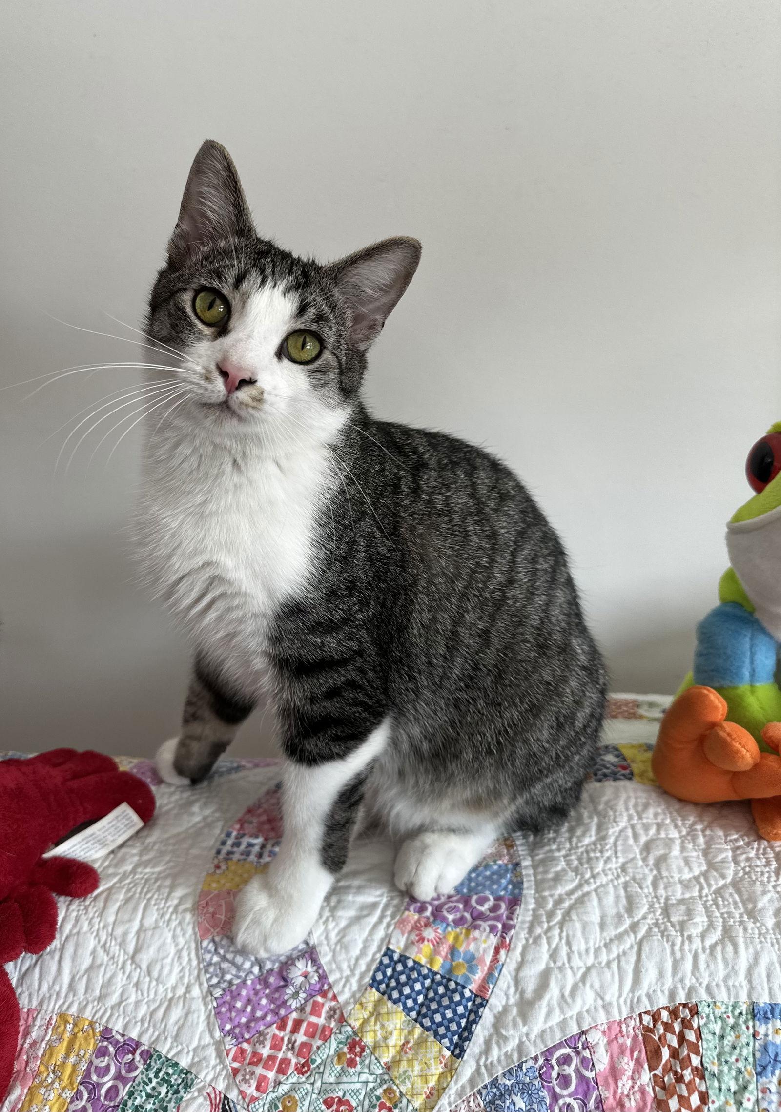 Benz, a Adoptable mixed breed in Georgetown, KY image 3/3