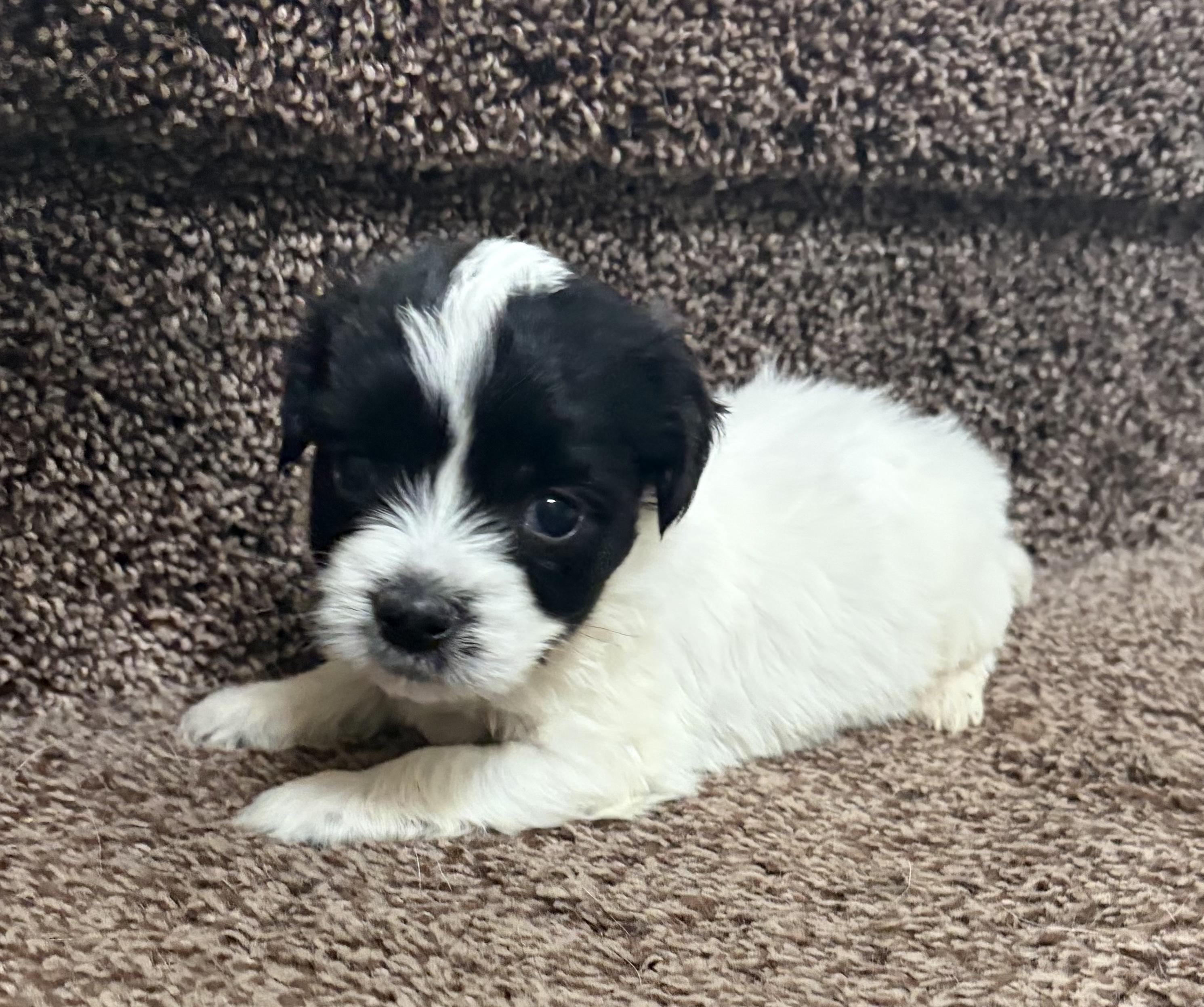 Hutch, adopted, Puppy Male Shih Tzu.