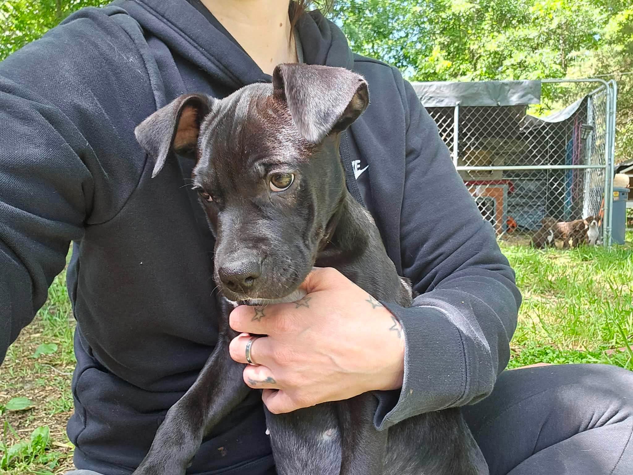 Enlarge Sadie, a Adoptable mixed breed in Westport, MA image 2/2