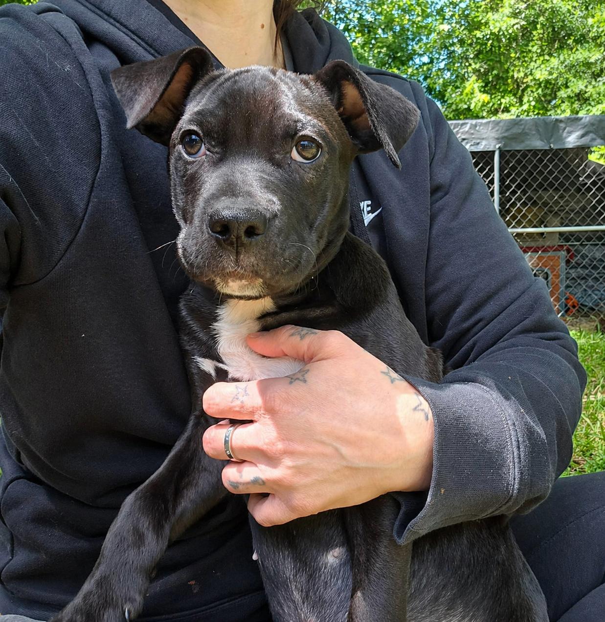 Sadie, Adoptable, Puppy Female Terrier & American Bully.