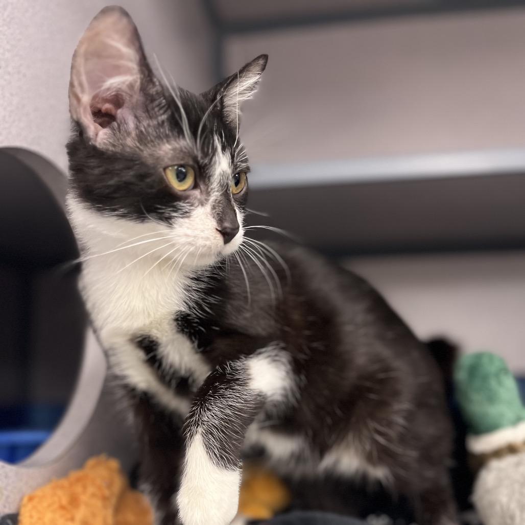 Jericho, a Adoptable Domestic Short Hair in Evansville, IN image 1/2