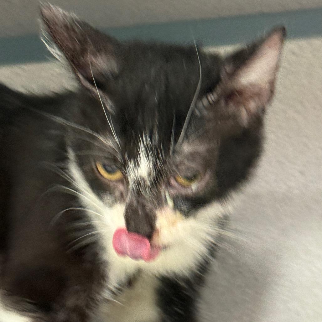 Jericho, a Adoptable Domestic Short Hair in Evansville, IN image 2/2