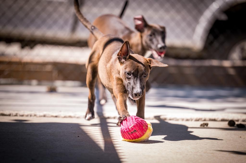 Shania, Adoptable, Puppy Female Shepherd & Belgian Shepherd / Malinois.