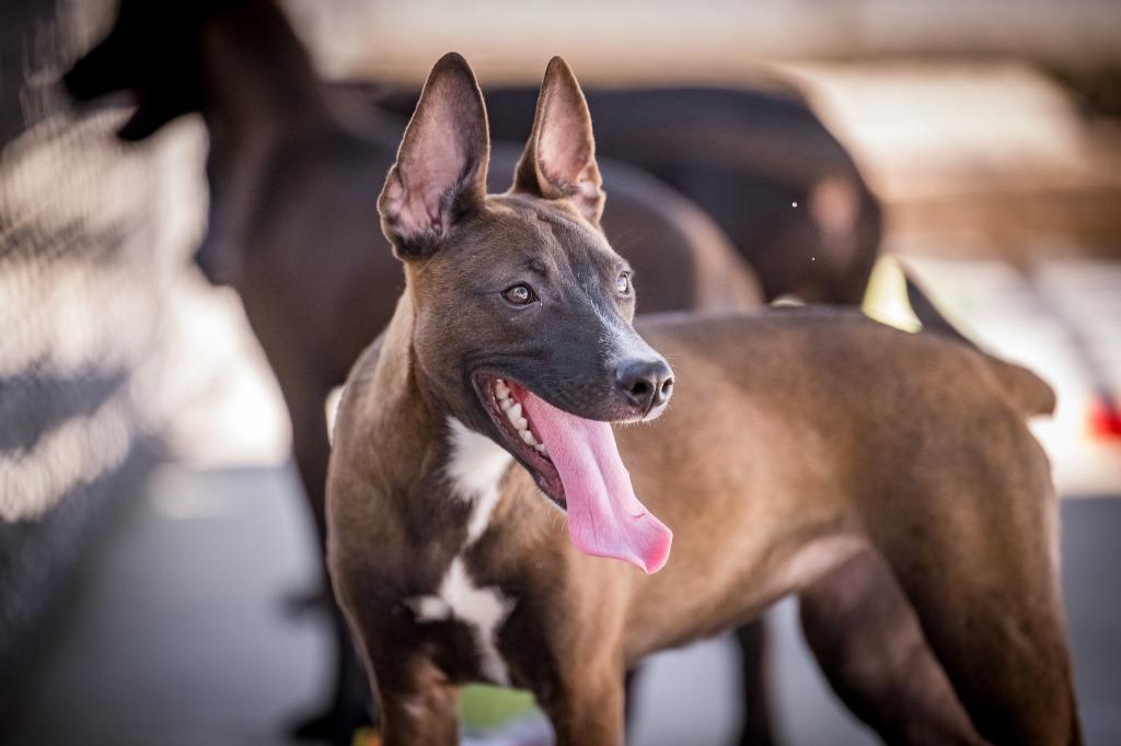 Shania, a Adoptable mixed breed in Twentynine Palms, CA image 2/3