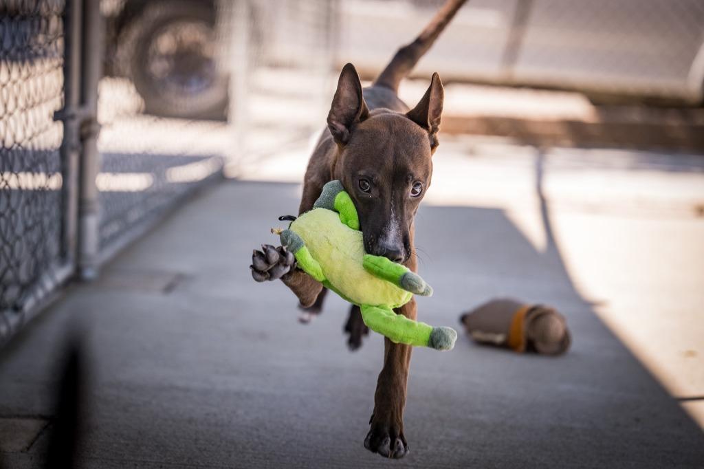 Shania, a Adoptable mixed breed in Twentynine Palms, CA image 3/3