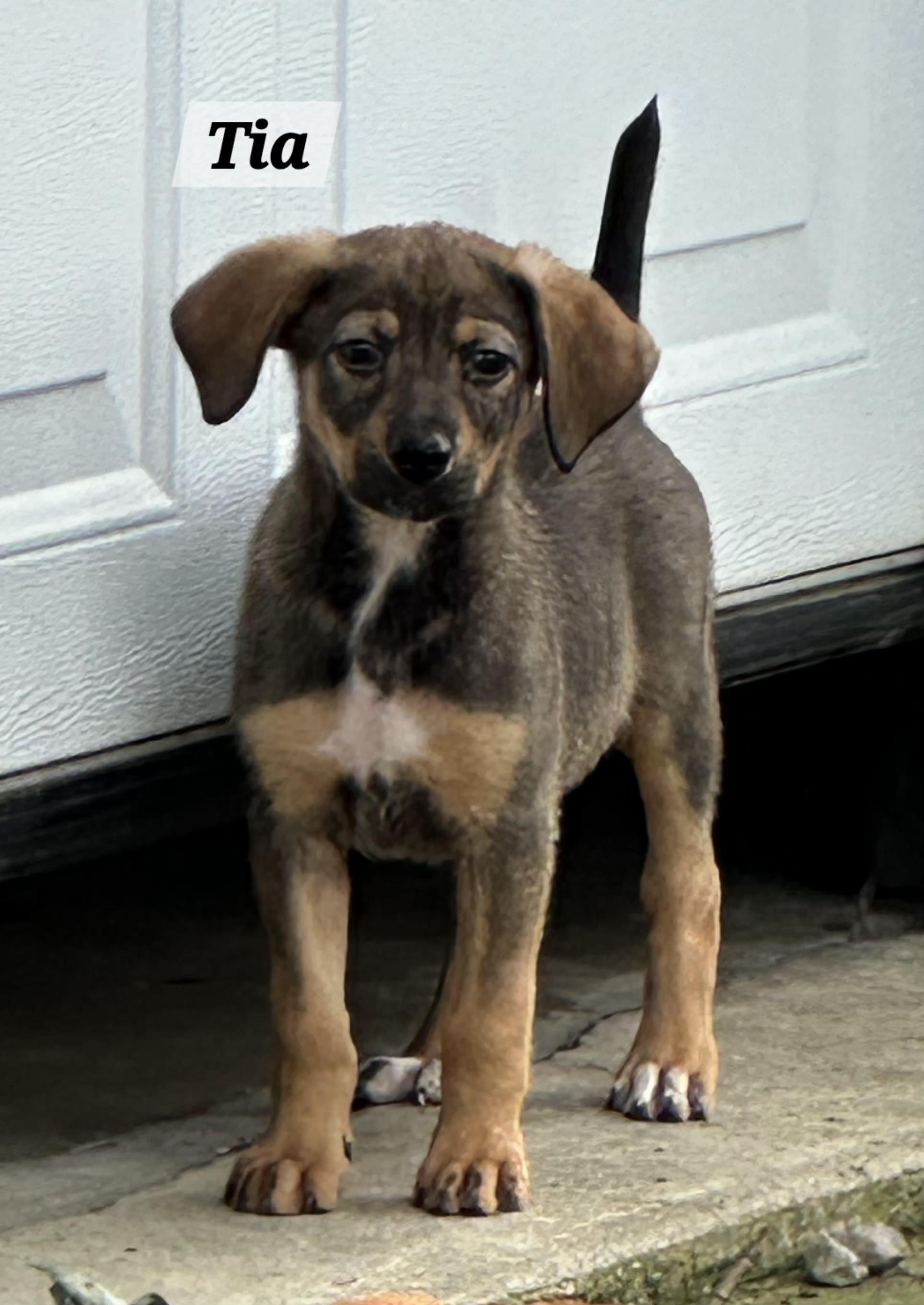 Enlarge Tia, an adopted mixed breed in Urbana, OH image 1/1