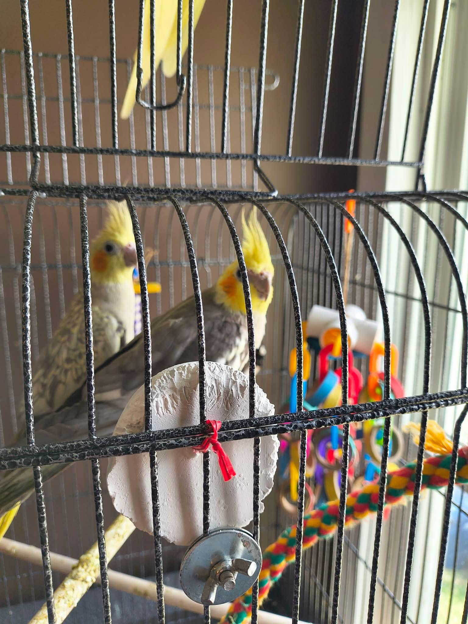 Enlarge Spock and Kirk, a Adoptable Cockatiel in hinckley, IL image 1/2
