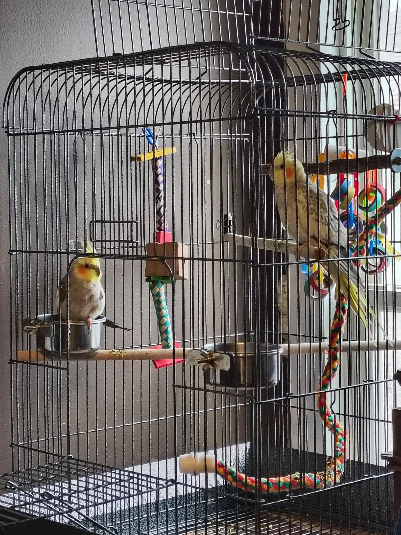 Enlarge Spock and Kirk, a Adoptable Cockatiel in hinckley, IL image 2/2