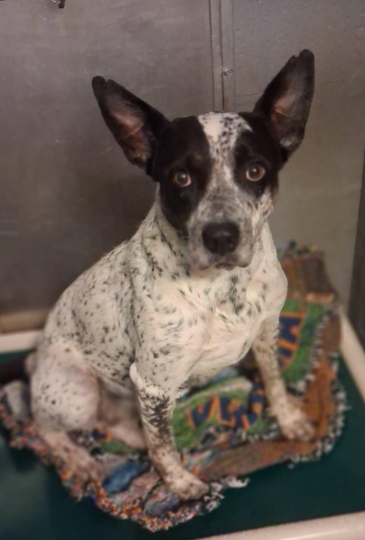 Indigo, Adoptable, Adult Female Australian Cattle Dog / Blue Heeler.