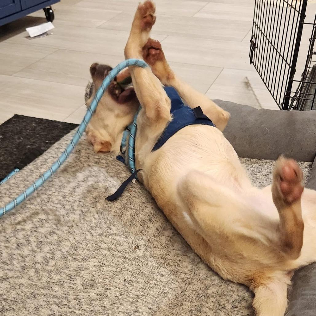 Enlarge Stan, a Adoptable mixed breed in St. Charles, IL image 1/6