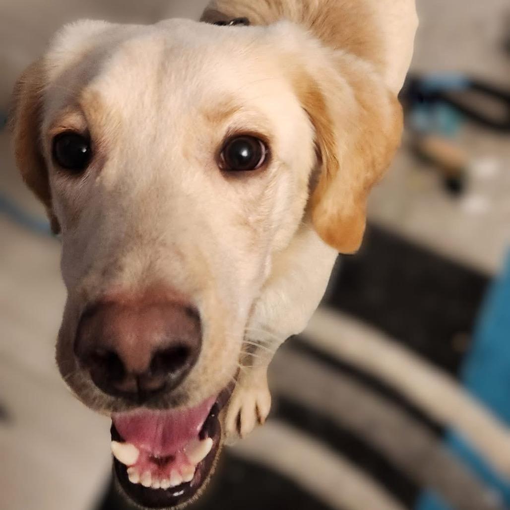 Enlarge Stan, a Adoptable mixed breed in St. Charles, IL image 2/6