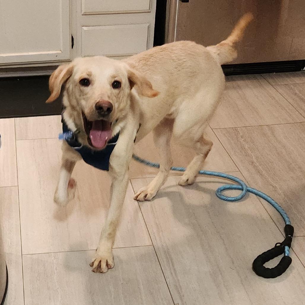 Enlarge Stan, a Adoptable mixed breed in St. Charles, IL image 4/6