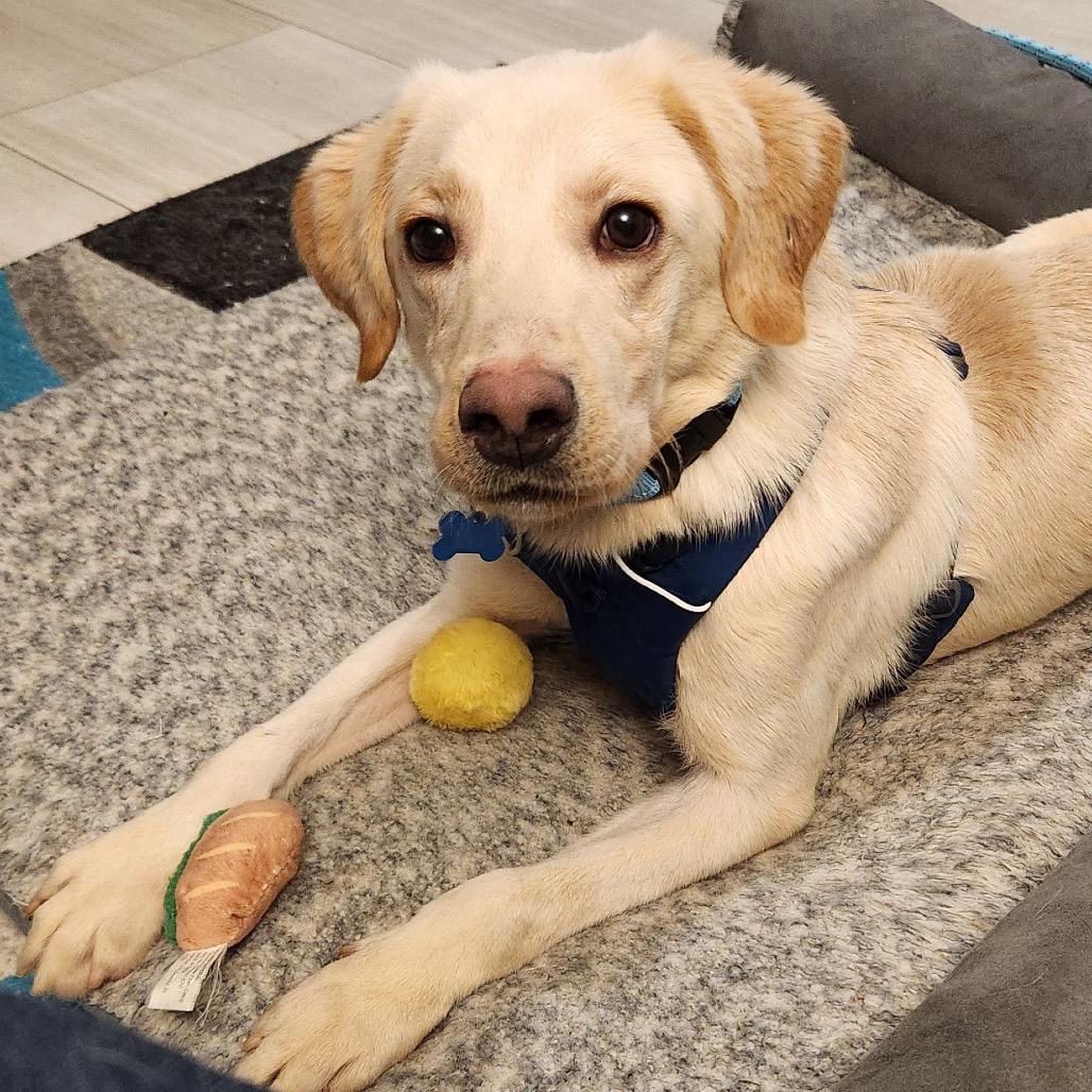 Enlarge Stan, a Adoptable mixed breed in St. Charles, IL image 5/6