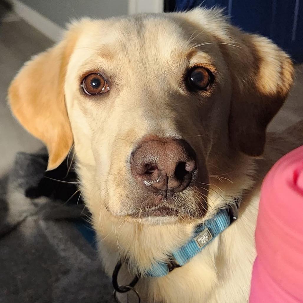 Enlarge Stan, a Adoptable mixed breed in St. Charles, IL image 6/6