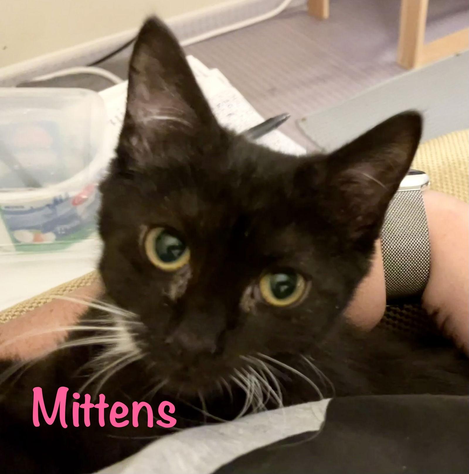 Mittens, Adoptable, Kitten Female Domestic Short Hair.