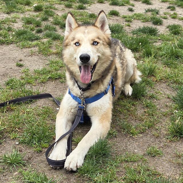 ARTHUR, Adoptable, Adult Male Siberian Husky.