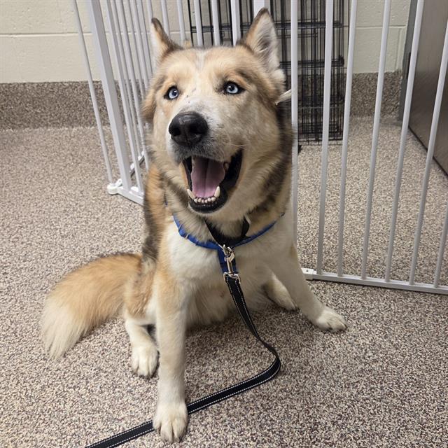 ARTHUR, Adoptable, Adult Male Siberian Husky.