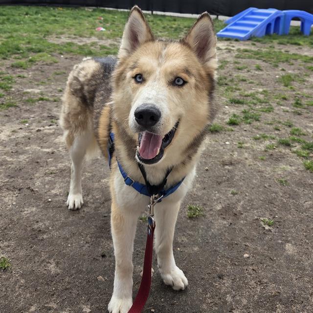 ARTHUR, Adoptable, Adult Male Siberian Husky.