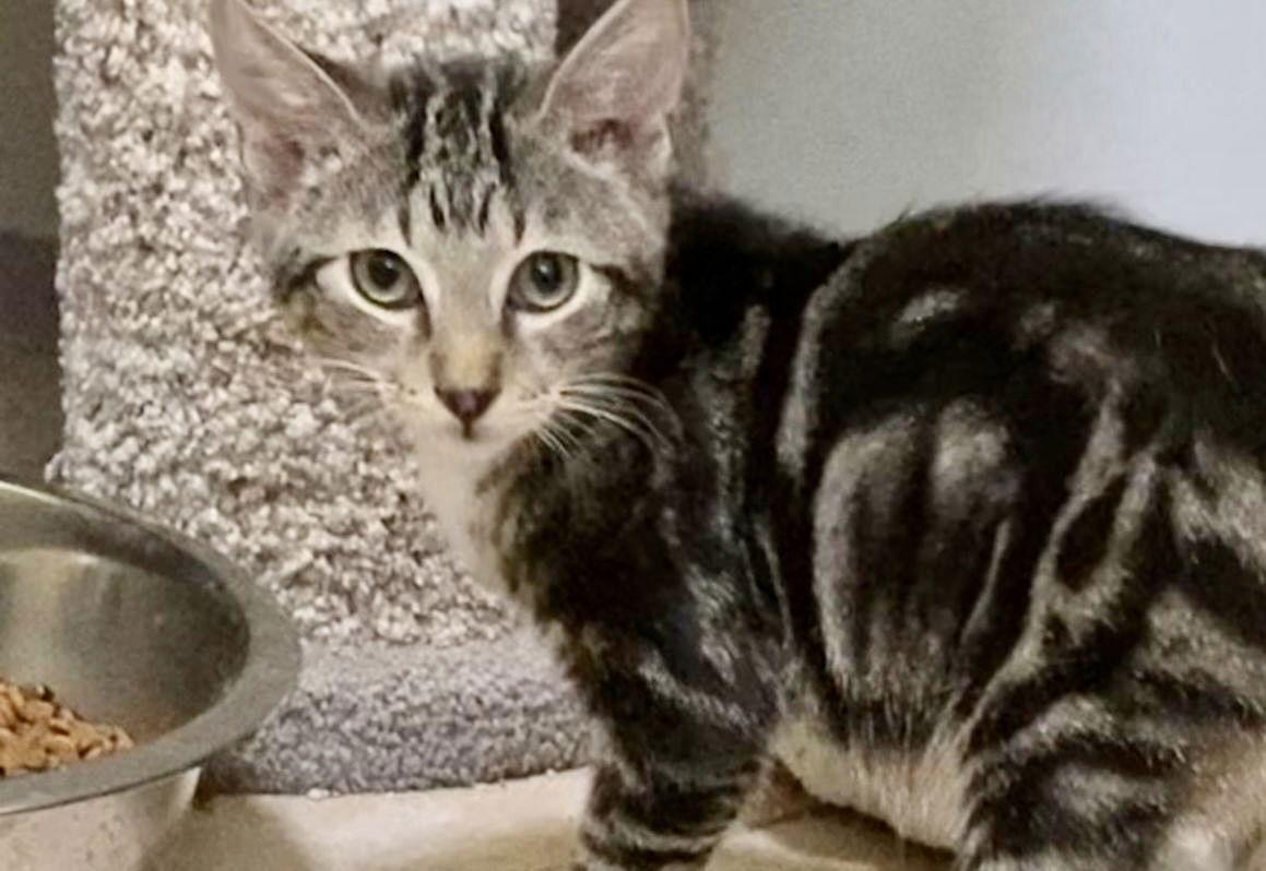 Liam, Adopted, Kitten Male Tabby & Domestic Short Hair.