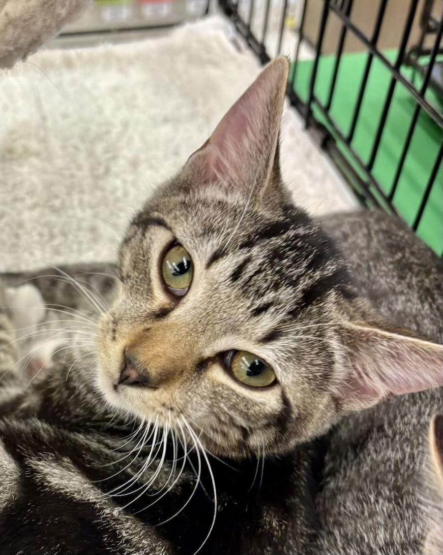 Enlarge Liam, a Adopted mixed breed in Antioch, CA image 3/3