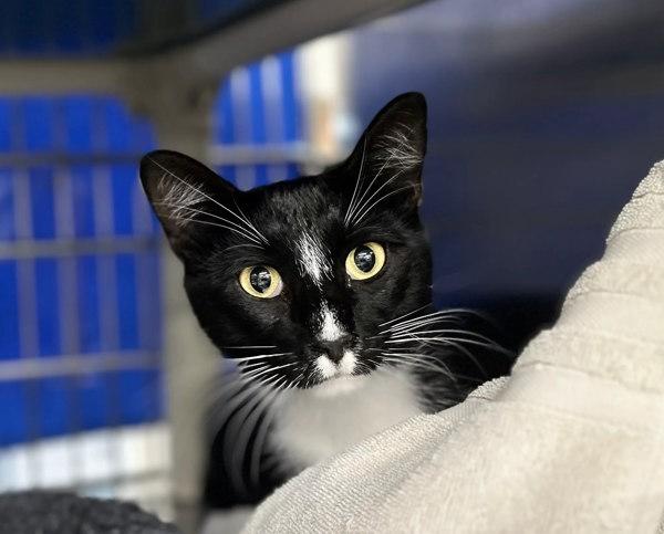 Ming, Adoptable, Adult Male Domestic Short Hair.