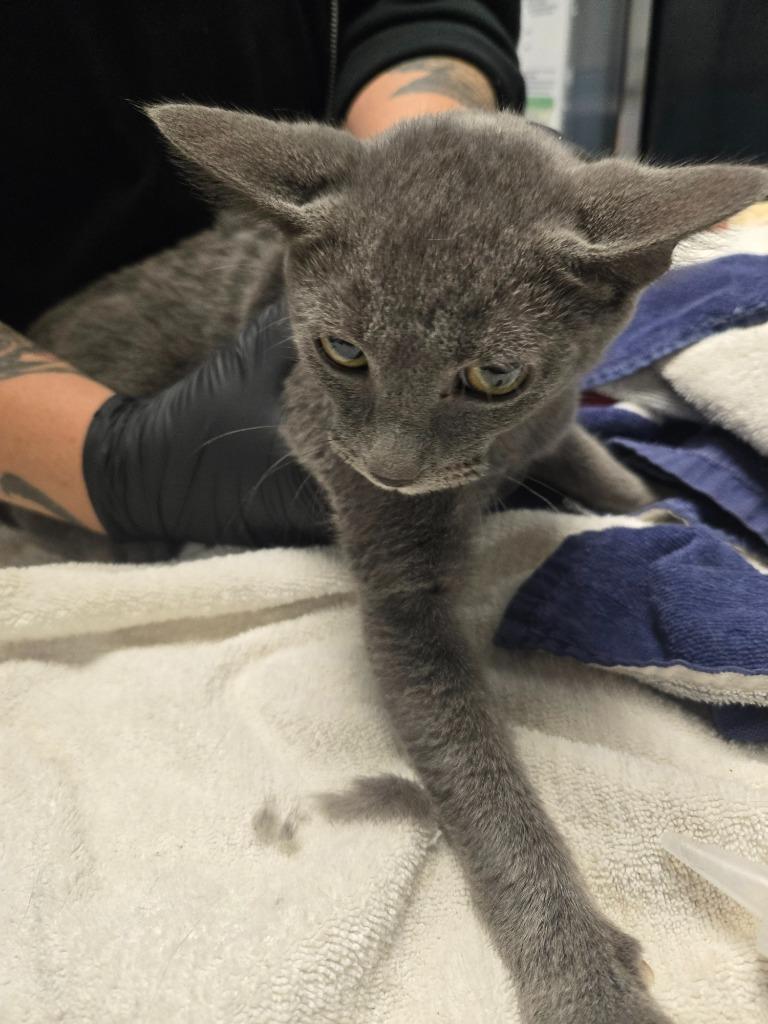 Raj, Adoptable, Kitten Male Domestic Short Hair.