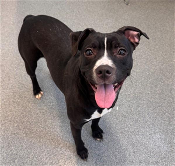 MOUSE, Adoptable, Young Female Pit Bull Terrier.